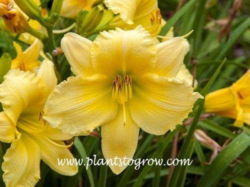 Big Time Happy Daylily
4 inch
lemon yellow self with green yellow throat
extended bloom season 
early season bloom
diploid, dormant
(Apps-Blew, 1993)